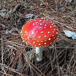 蘑菇,西爾維斯特,紅色