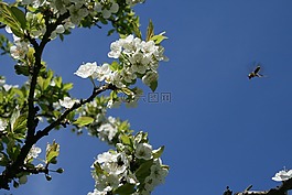 春天授粉,蜜蜂,白