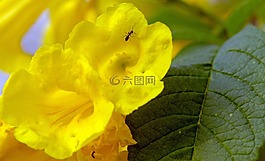 季節(jié),花,黃色