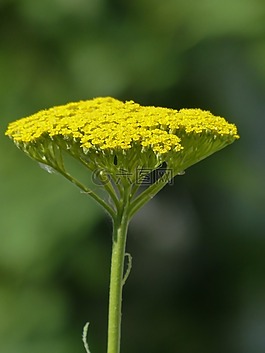 fernleaf,花,开花