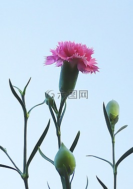 丁香,花卉,粉紅色