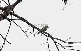 鳥,死亡,樹