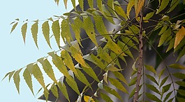 植物,天空,自然