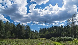 樹,天空,綠色