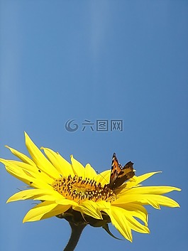 花,蝴蝶,性質(zhì)