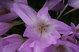 花,紫色,自然