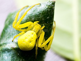 性質(zhì),昆蟲,數(shù)值調(diào)節(jié)鈕