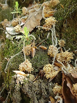 森林,性質(zhì),工廠