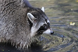 浣熊,熊,森林動物