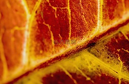 紅色,葉,特寫