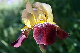 鳶尾花,花的,花