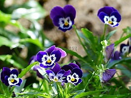 潘茜,花,開花