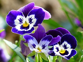 潘茜,花,開花