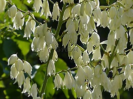鲜花,白,blütenmeer