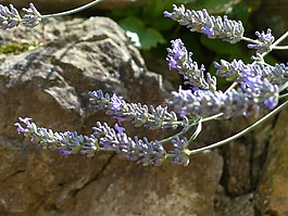 熏衣草,薰衣草花,昆蟲