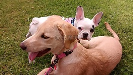 斗牛犬,狗,寵物