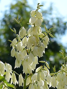 鲜花,白,丝兰