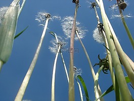 干,花,起毛