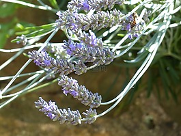 熏衣草,薰衣草花,昆蟲
