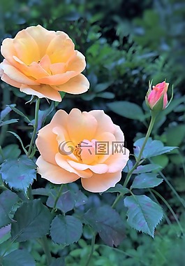 玫瑰,薔薇,玫瑰花