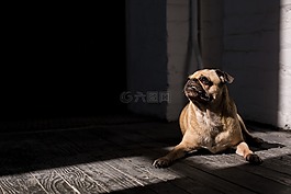 可愛的,動物,狗