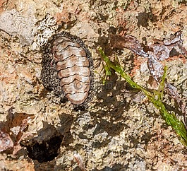 acanthopleura 疣,自然,軟體動(dòng)物