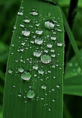 雨滴,露水,蘆葦