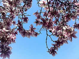 天空,花,春