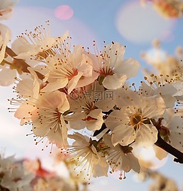 花卉,開花,性質(zhì)