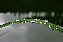 雨滴,露水,蘆葦
