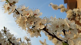 性質(zhì),布魯姆,蘋(píng)果樹(shù)