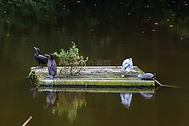 動物,湖,龜