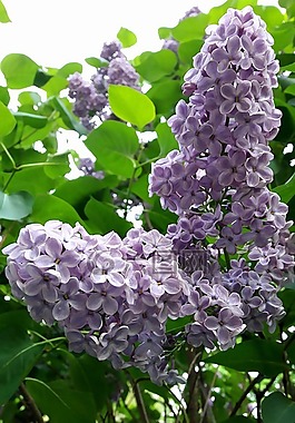 鮮花,春天,丁香