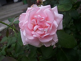玫瑰,紅玫瑰,開花