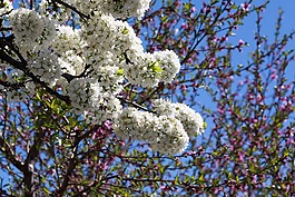 貝爾,開花,盛開