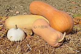 南瓜,秋,稻草