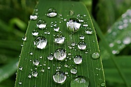 雨滴,露水,蘆葦