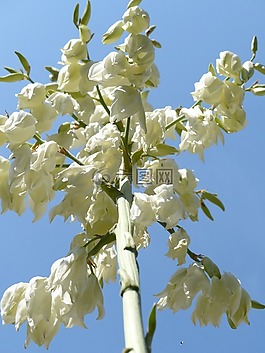 鲜花,白,blütenmeer