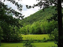 山,樹(shù),灌木