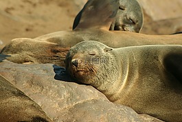 密封,海狗,動物
