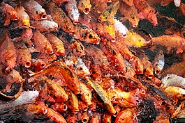 錦鯉,金魚(yú),池