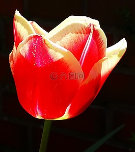 花,郁金香,開花