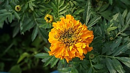 花,phool,植物