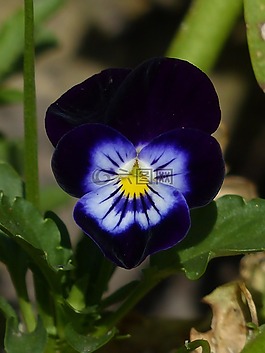 潘茜,花,開花