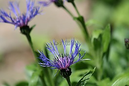 紫,鮮花,矢車(chē)菊