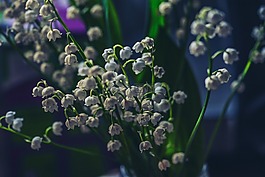 鈴蘭,黑暗,夜