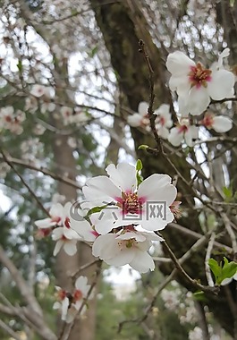 樹,枝杈,自然