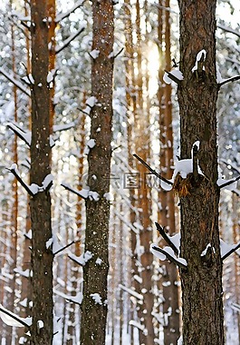 太陽,弗羅斯特,雪