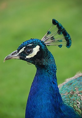 孔雀,鳥,動物