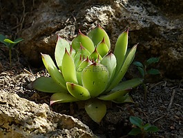 houseleek,厂,叶子